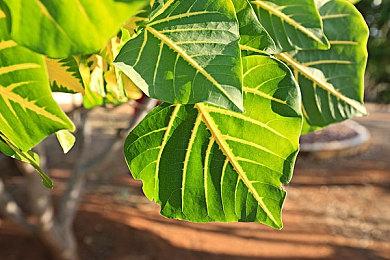 《维斯塔利亚传说2：希尔瓦比西之圣剑》上线Steam 支持简体中文